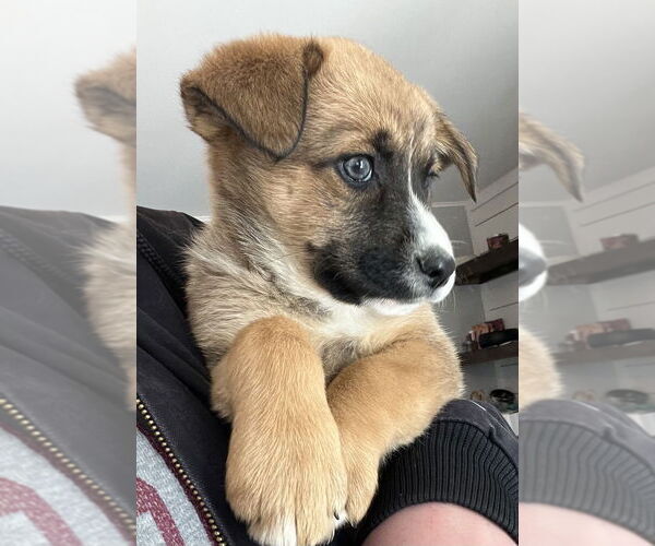 Medium Photo #3 Retriever -Unknown Mix Puppy For Sale in Aurora, IN, USA