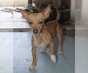 Chihuahua-Unknown Mix Dogs for adoption in El Centro, CA, USA