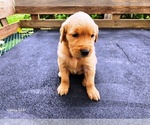 Image preview for Ad Listing. Nickname: Boy 4