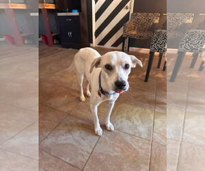 Mutt Dogs for adoption in Fort Collins, CO, USA