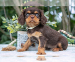 Small Photo #14 Cavalier King Charles Spaniel Puppy For Sale in SALEM, IN, USA