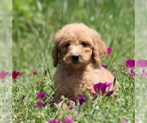 Goldendoodle-Poodle (Standard) Mix Puppy for sale in ITASCA, TX, USA