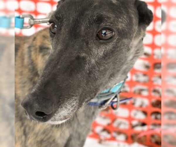 Medium Photo #1 Greyhound Puppy For Sale in Grandville, MI, USA