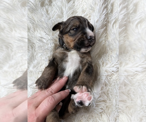 Medium Photo #72 Bernedoodle Puppy For Sale in BELMONT, NC, USA