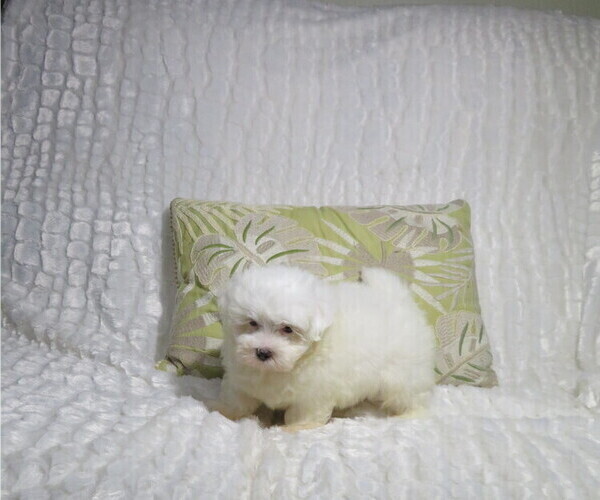 Medium Photo #2 Maltese Puppy For Sale in COOKEVILLE, TN, USA