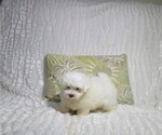 Small #1 Maltese