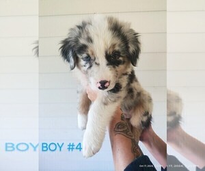 Australian Shepherd Puppy for sale in HOUSTON, TX, USA