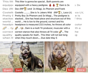 American Bully Puppy for sale in BURLESON, TX, USA