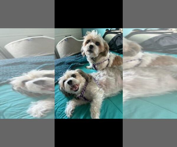 Medium Photo #2 Shih Tzu Puppy For Sale in Harrisburg, PA, USA
