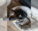 Small #1 Dachshund
