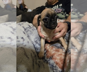 Pug-Unknown Mix Dogs for adoption in SAN ANTONIO, TX, USA