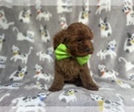 Small #6 Cavapoo