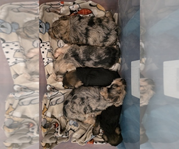 Medium Photo #26 Chizer Puppy For Sale in MONTEZUMA, GA, USA