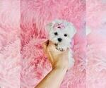 Small #5 Maltese