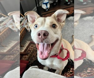 American Pit Bull Terrier-Unknown Mix Dogs for adoption in Duluth, MN, USA