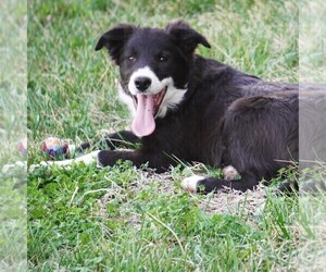 Border Collie Puppy for sale in DOUGLASS, KS, USA