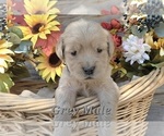 Small #1 Golden Retriever