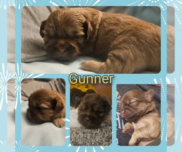 Medium Photo #14 Shih Tzu Puppy For Sale in CANFIELD, OH, USA