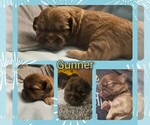 Small #13 Shih Tzu