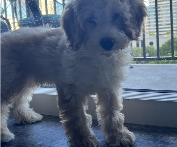 Medium Photo #6 Miniature Bernedoodle Puppy For Sale in FORT LAUDERDALE, FL, USA