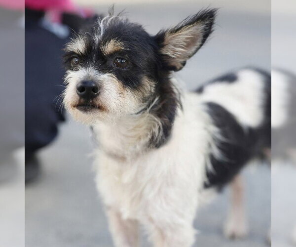 Medium Photo #1 Mutt Puppy For Sale in San Antonio, TX, USA