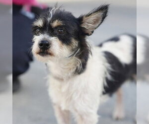 Mutt Dogs for adoption in San Antonio, TX, USA