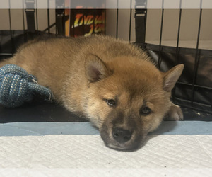 Shiba Inu Puppy for sale in LOS ANGELES, CA, USA