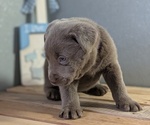 Small #10 Labrador Retriever