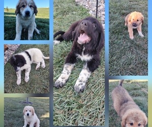 Great Bernese Puppy for sale in TOPEKA, KS, USA