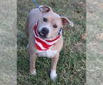 Small American Pit Bull Terrier Mix