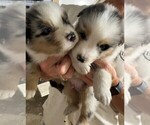 Small Photo #1 Australian Shepherd Puppy For Sale in LAKOTA, IA, USA