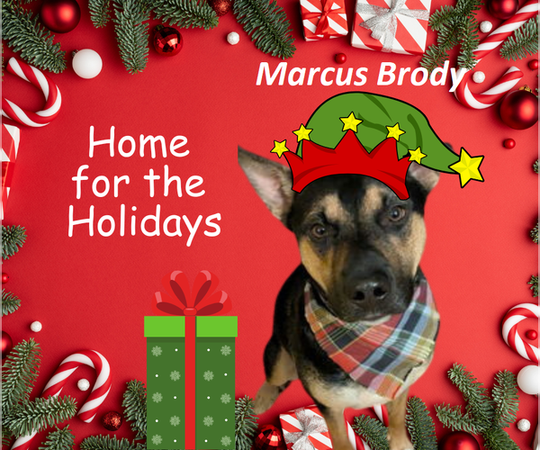 Medium Photo #1 Rottweiler-Siberian Husky Mix Puppy For Sale in Rootstown, OH, USA