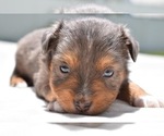 Small Photo #5 Miniature Australian Shepherd Puppy For Sale in PALM COAST, FL, USA