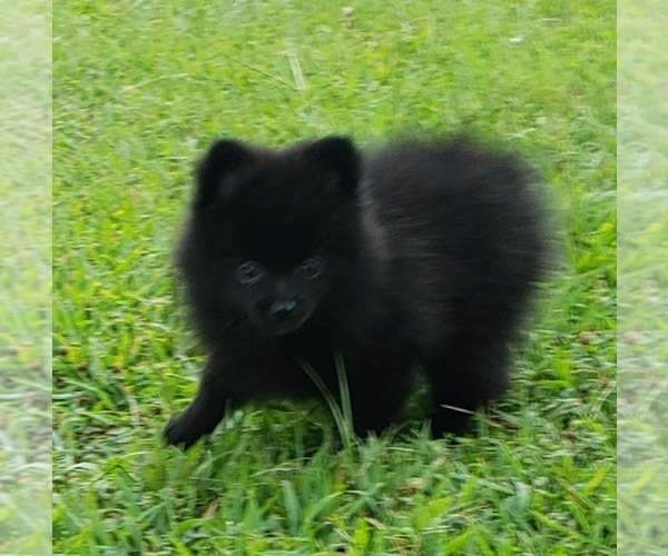 Medium Photo #5 Pomeranian Puppy For Sale in OCTAVIA, OK, USA