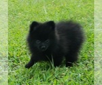 Small Photo #5 Pomeranian Puppy For Sale in OCTAVIA, OK, USA