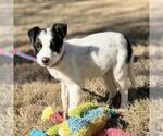 Small #2 Jack Russell Terrier Mix
