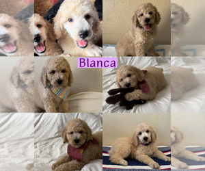 Poodle (Standard) Puppy for sale in EXETER, CA, USA