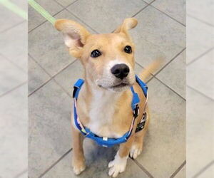 Labrador Retriever-Unknown Mix Dogs for adoption in San Antonio, TX, USA