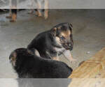 Small Photo #10 German Shepherd Dog Puppy For Sale in BEULAVILLE, NC, USA
