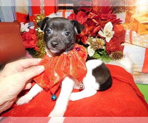 Rat-Cha Puppy for sale in HAMMOND, IN, USA