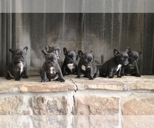 French Bulldog Puppy for sale in LAWRENCEVILLE, GA, USA