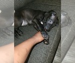 Small Photo #7 Great Dane Puppy For Sale in SMYRNA, GA, USA