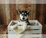 Puppy Princess Gerberian Shepsky