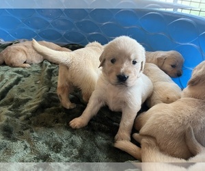 Golden Retriever Puppy for sale in GILLETT, PA, USA