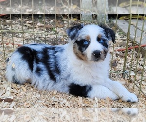 Australian Shepherd Puppy for sale in MERCED, CA, USA