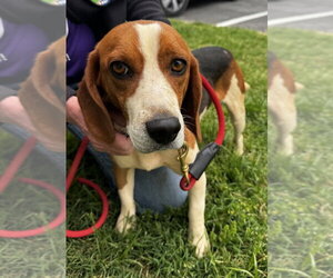 Black and Tan Coonhound Dogs for adoption in Greenbelt, MD, USA