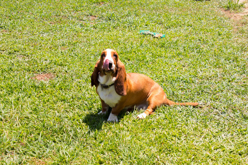 Medium Photo #1 Basset Hound Puppy For Sale in ALFORD, IN, USA