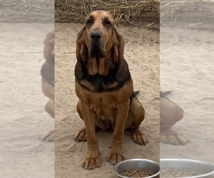 Mother of the Bloodhound puppies born on 08/24/2026