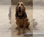 Small Photo #1 Bloodhound Puppy For Sale in FORT MORGAN, CO, USA