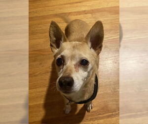 Rat-Cha Dogs for adoption in Princeton, MN, USA